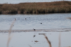 Himantopus himantopus