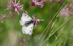 Parnassius mnemosyne