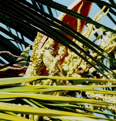 Gavicalis versicolor