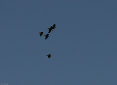 Amazona ventralis