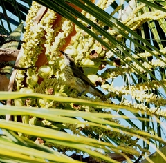 Gavicalis versicolor