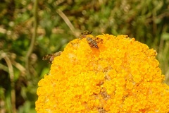 Austrotephritis poenia