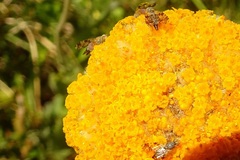 Austrotephritis poenia