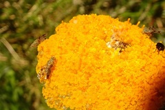 Austrotephritis poenia
