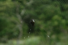 Gasteracanthinae