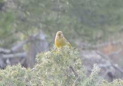 Chloris chloris