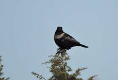 Turdus torquatus