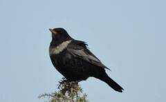 Turdus torquatus