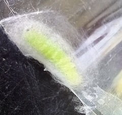 Ctenoplusia limbirena