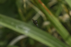 Gasteracanthinae