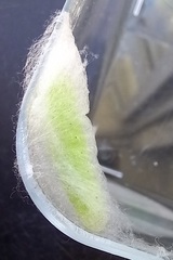 Ctenoplusia limbirena