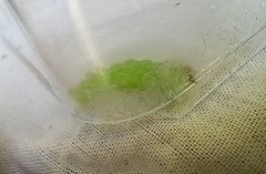 Ctenoplusia limbirena