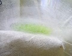 Ctenoplusia limbirena