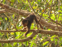 Macaca arctoides