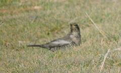 Turdus torquatus