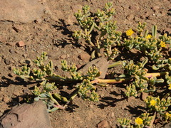 Mesembryanthemum inachabense