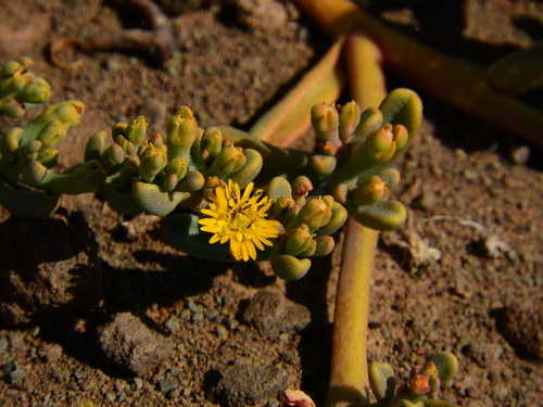 Mesembryanthemum inachabense