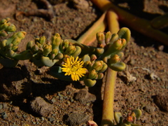 Mesembryanthemum inachabense