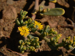 Mesembryanthemum inachabense