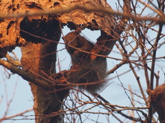Callosciurus erythraeus styani