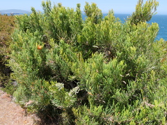 Banksia formosa