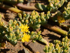 Mesembryanthemum inachabense