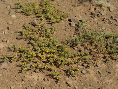 Mesembryanthemum inachabense