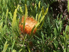 Banksia formosa