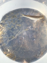 Aldrichetta forsteri