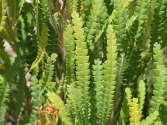 Banksia formosa