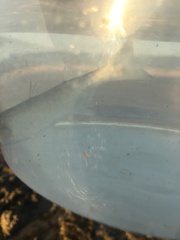 Aldrichetta forsteri