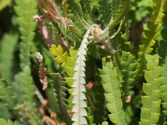 Banksia formosa
