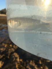 Aldrichetta forsteri