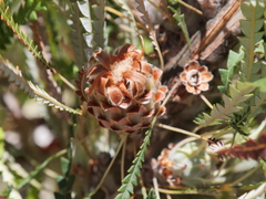 Banksia formosa