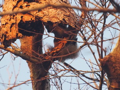 Callosciurus erythraeus styani