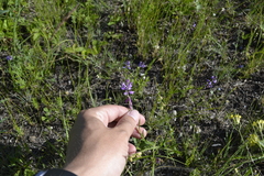 Polygala cretacea