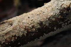 Radulomycetaceae