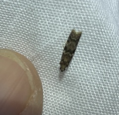 Ephestiopsis oenobarella