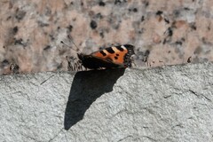 Aglais urticae chinensis
