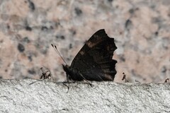 Aglais urticae chinensis