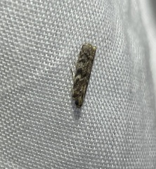 Ephestiopsis oenobarella