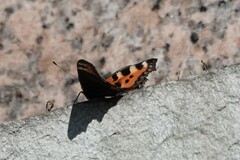 Aglais urticae chinensis