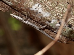 Cryptoblepharus cygnatus