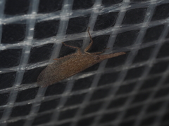 Rentinus dilatatus