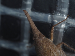 Rentinus dilatatus