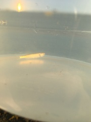 Aldrichetta forsteri