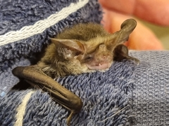 Nyctophilus geoffroyi