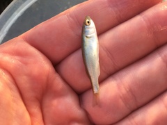 Aldrichetta forsteri