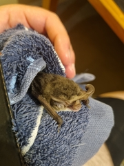 Nyctophilus geoffroyi