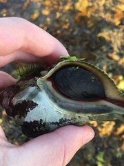 Australaria australasia